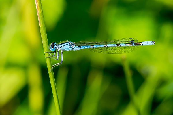 Blue Damselfly