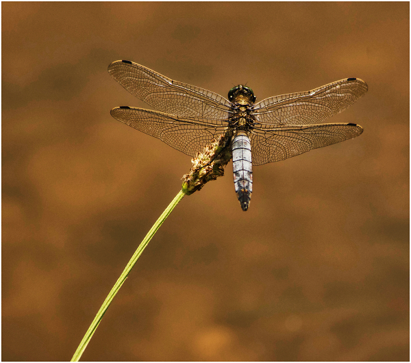 Broad-bodied Chaser Male