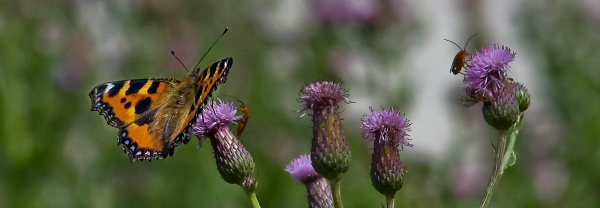 butterfly at rest