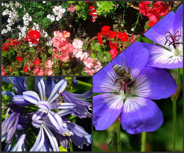 Collage of my summer garden.