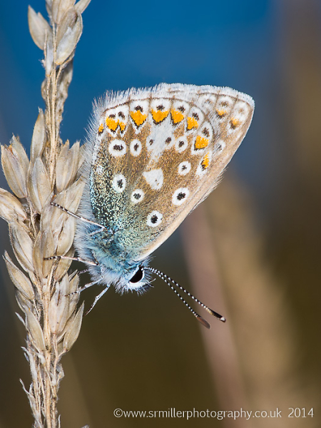 Common Blue