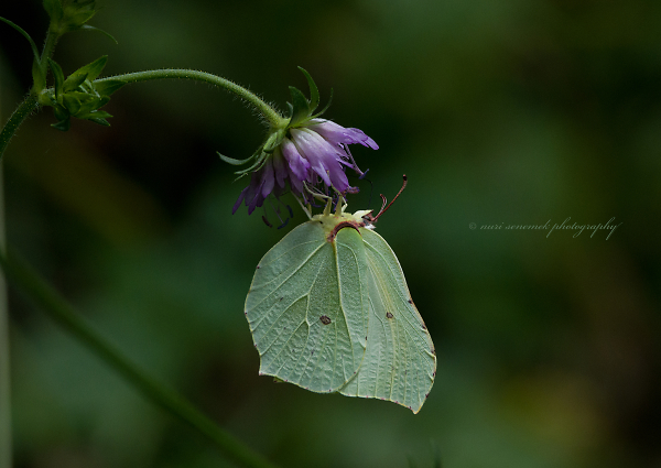 common brimstone
