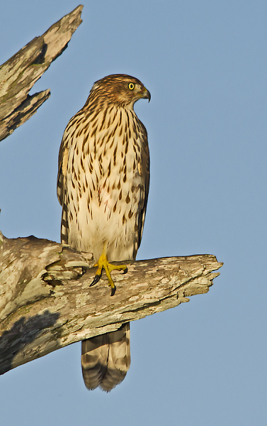 Coopers Hawk