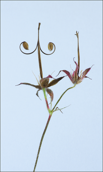 Cranesbill