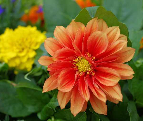Dahlia