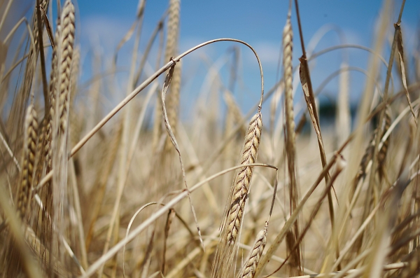 Ready for Harvest