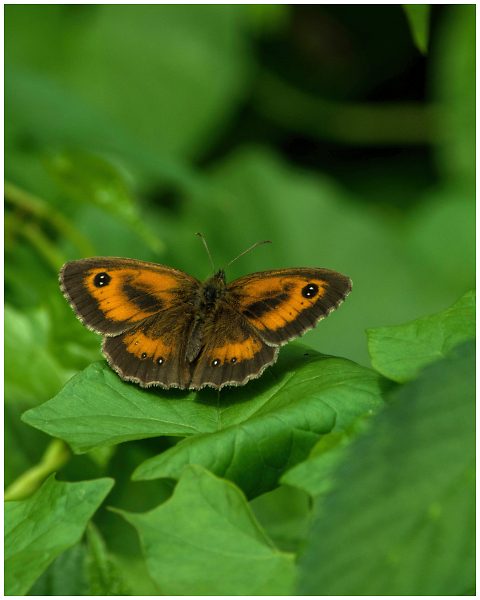 Gatekeeper