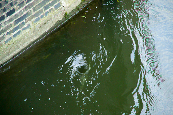 Giant Plughole