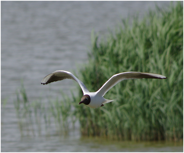 Gull In Flight