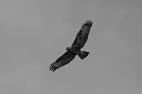 Hawk
