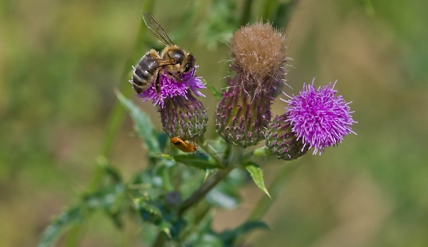 honey bee