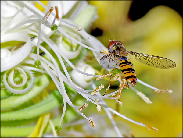 Hoverfly on Honeysuckle