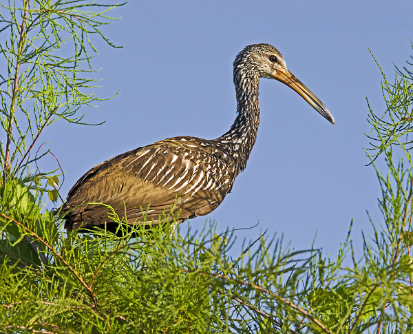 Limpkin On Cypress