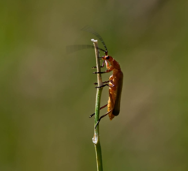 Macro Beetle