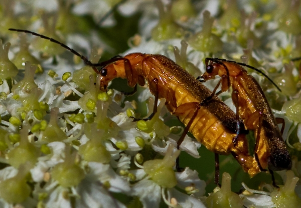 Macro Beetles
