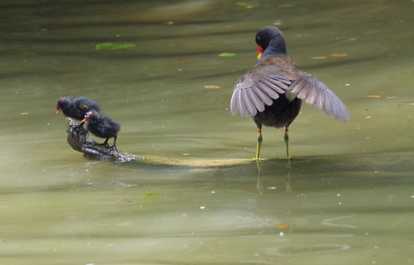 mum with young
