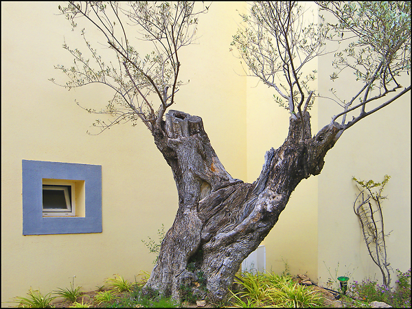 Old tree