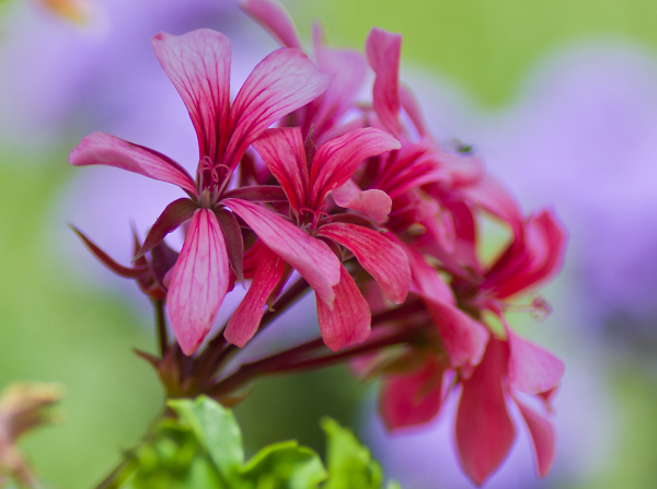 Pastel-like-flowers.