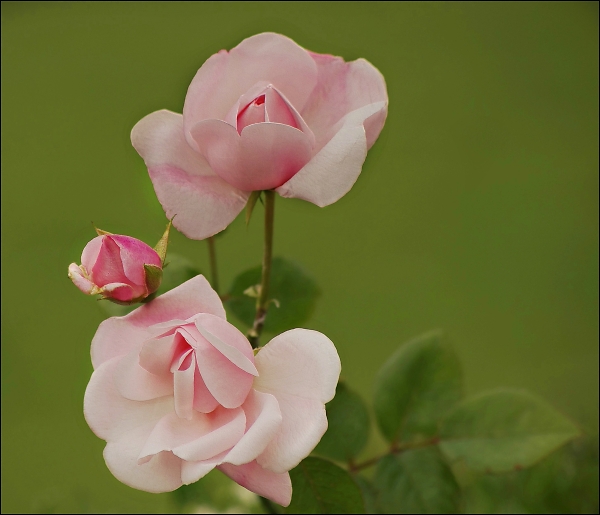 Pretty in pink