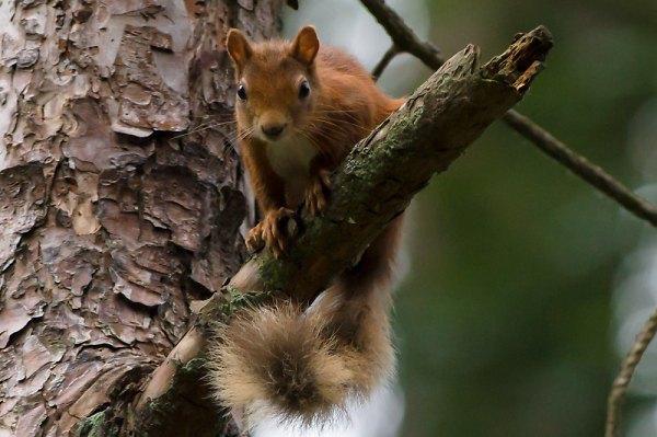 Red Squirrel