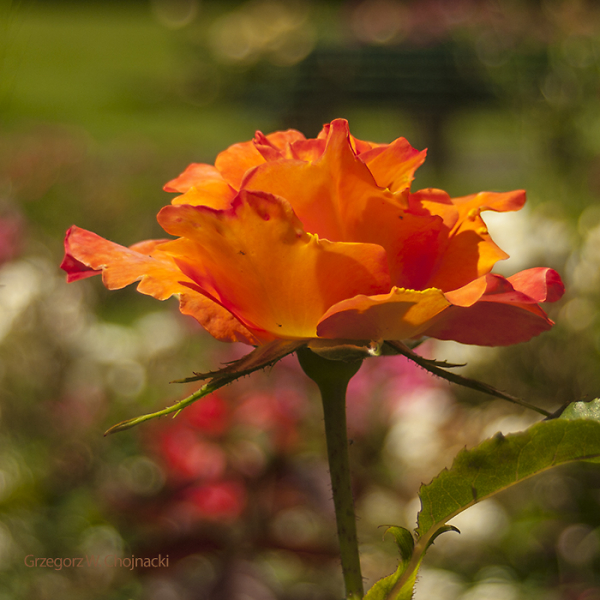 rose