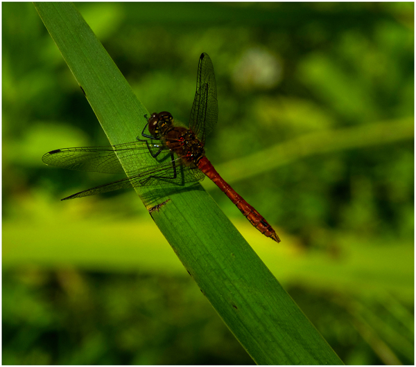 Ruddy Darter Male