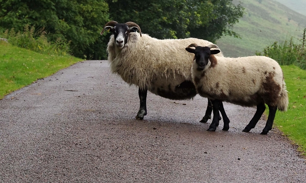Sheep 2