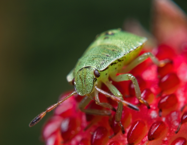Shield Bug and Strawberry