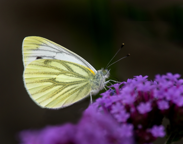Small White