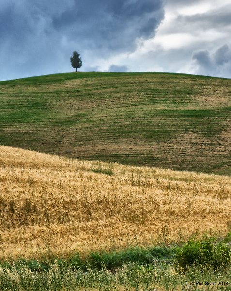 Solitary Tree