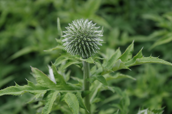 Spiky!