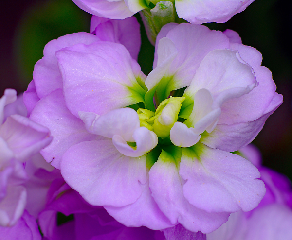 Stock Close Up 3
