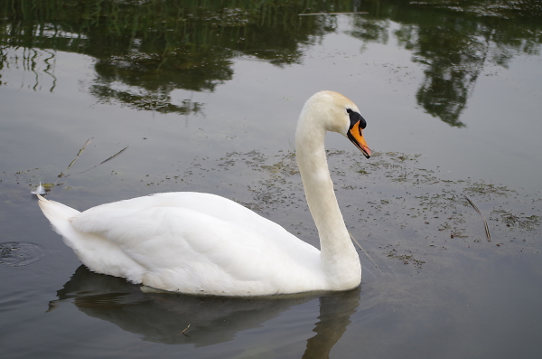 swan