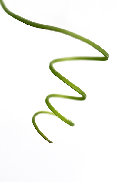 Sweet Pea Tendril