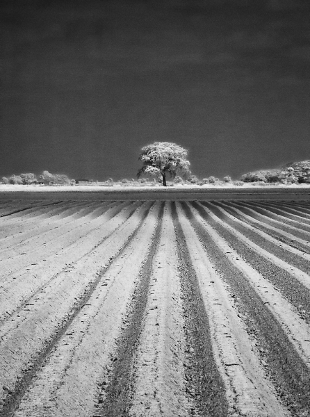 Tree, Field