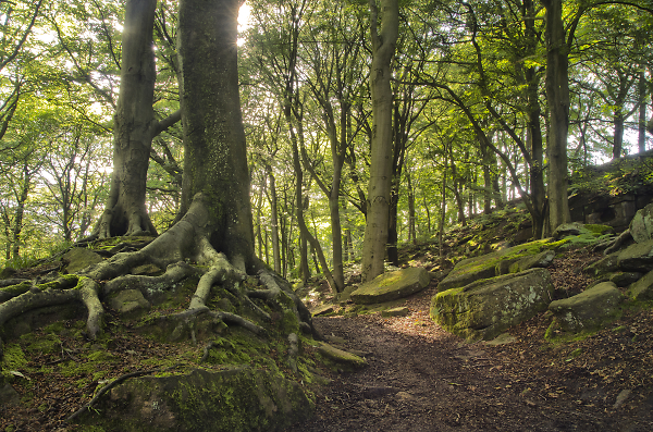 Tree Roots Colden Valley