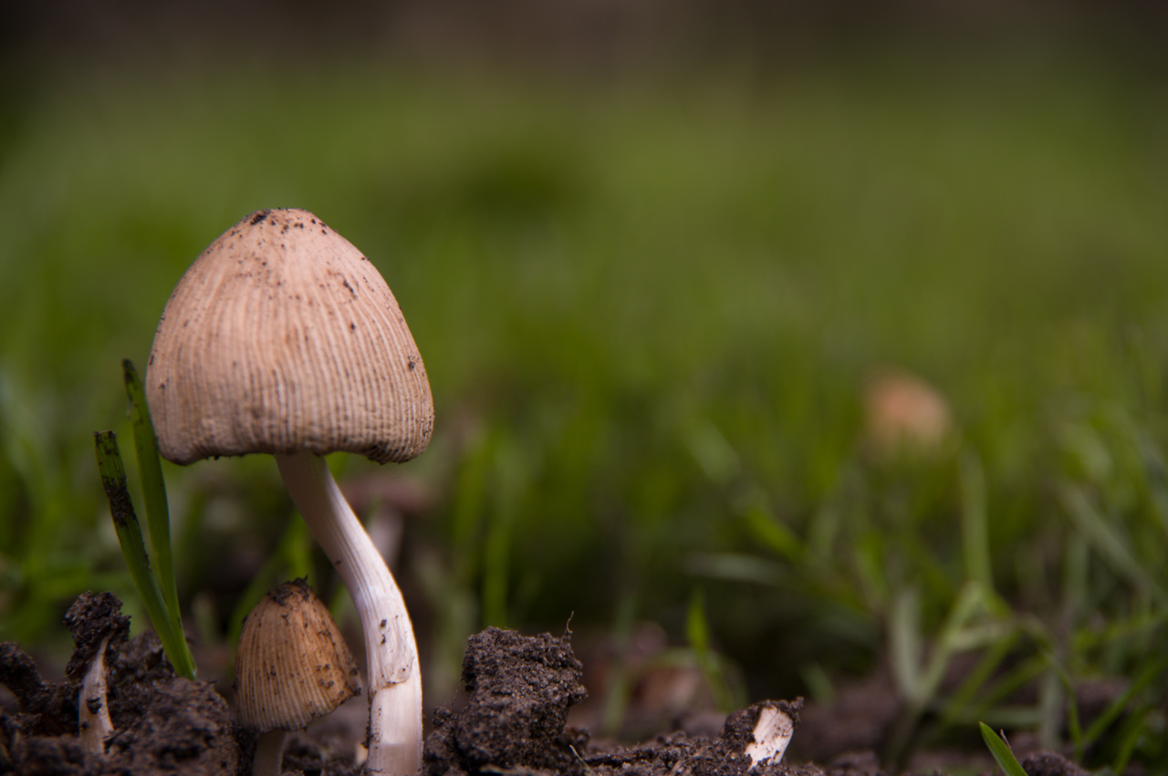 Toadstool
