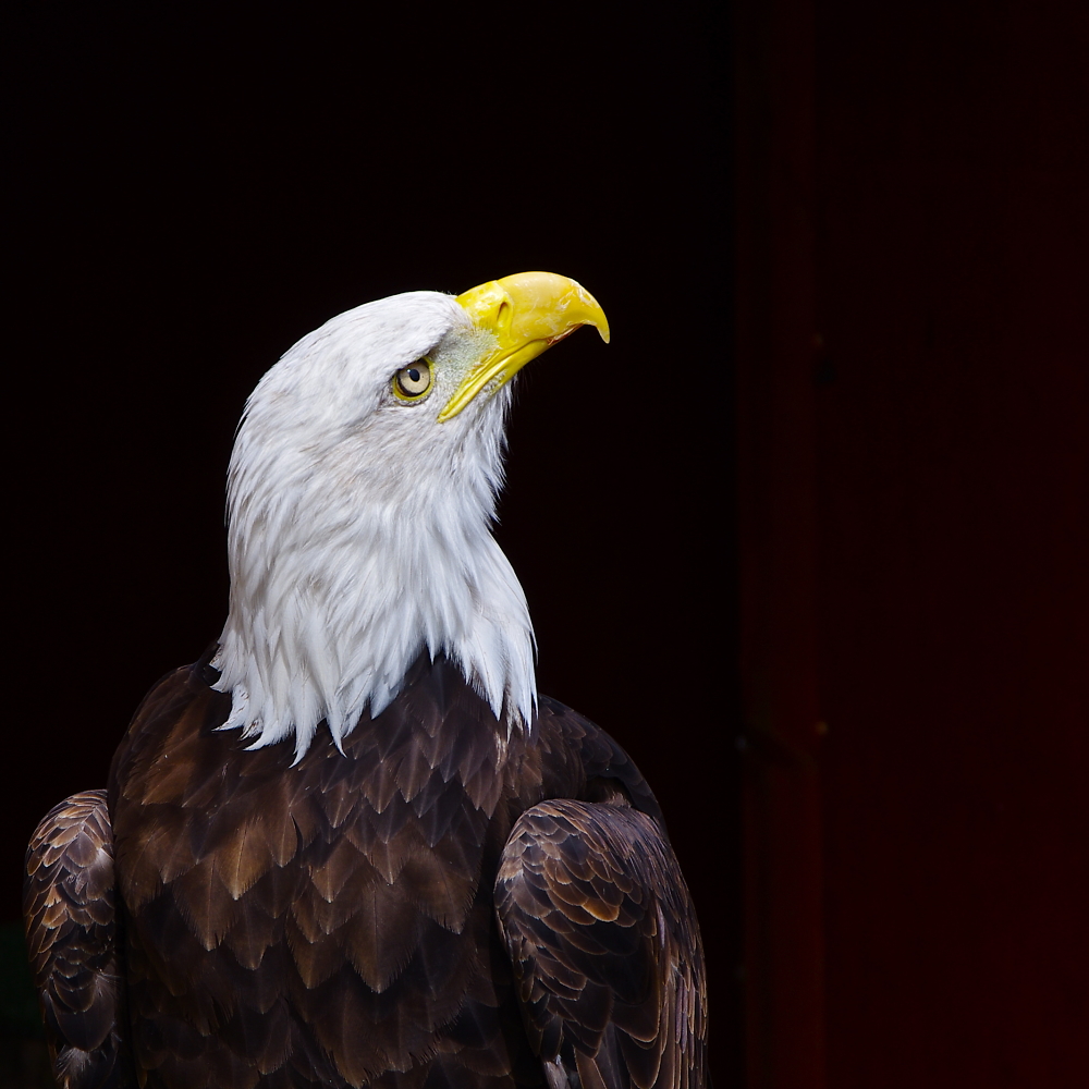 Bald eagle