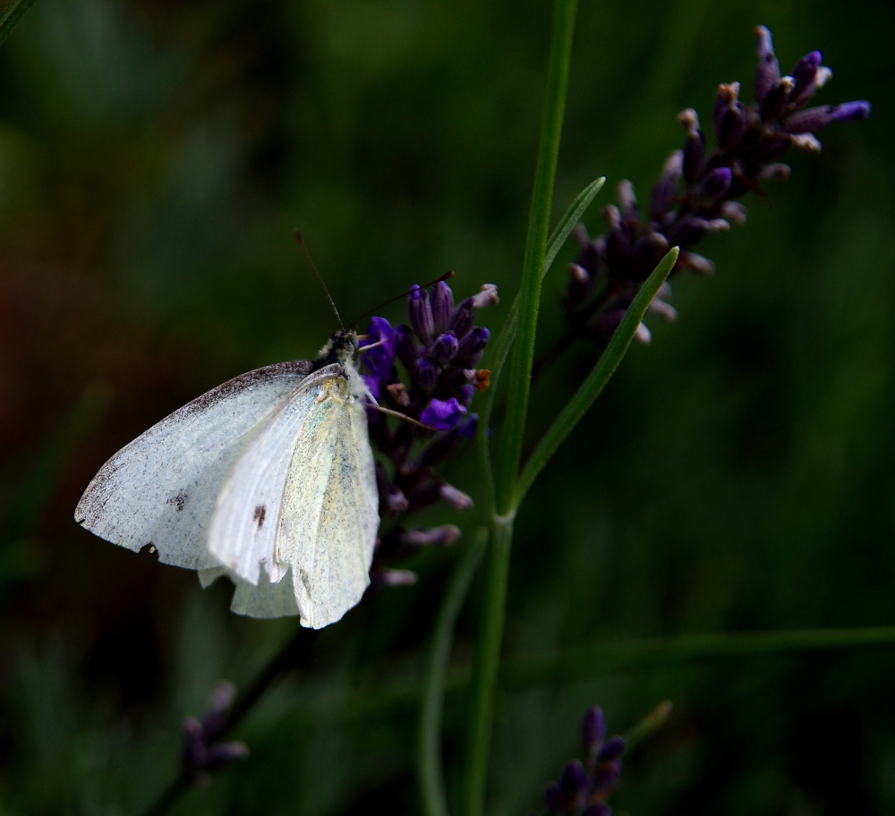 Cabbage white and lavender