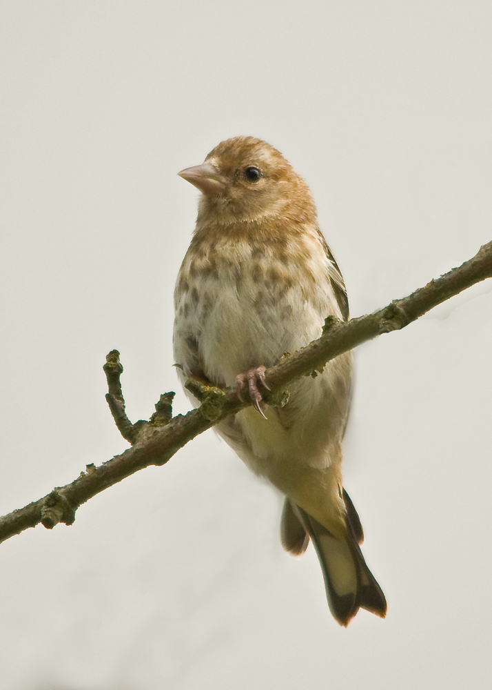 Goldfinch