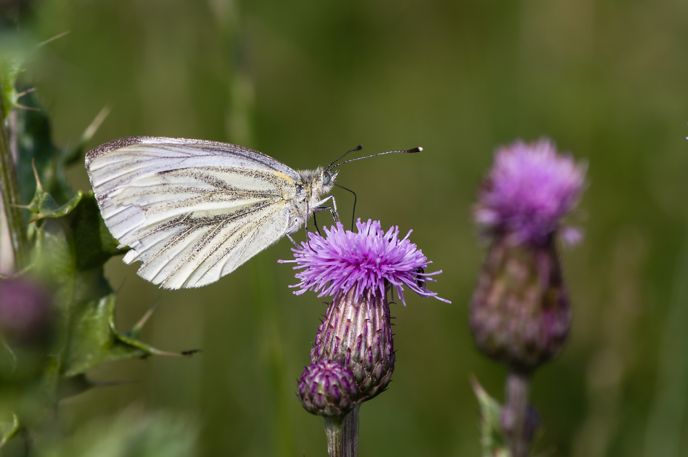 Green veined White Butterfly