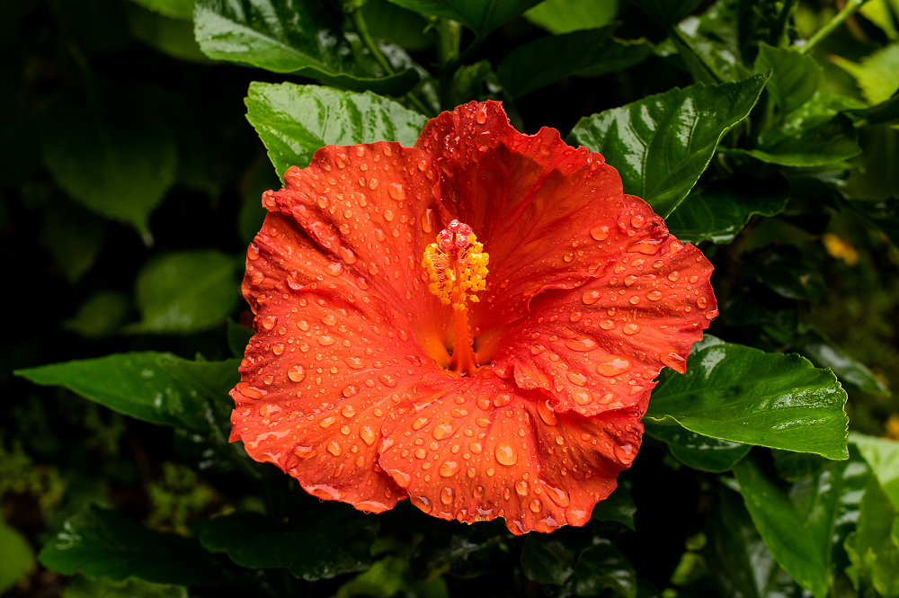 Hibiscus in Rain