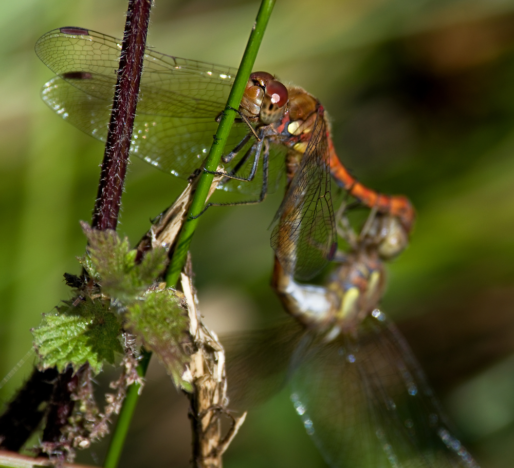 Mating Time