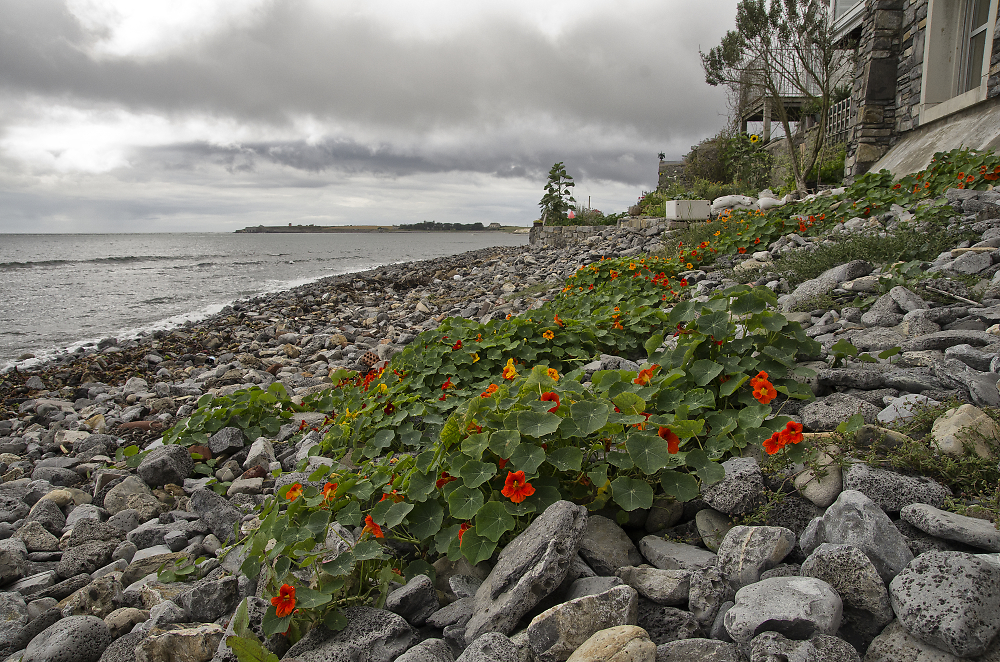 Nasturtiums on the Beach