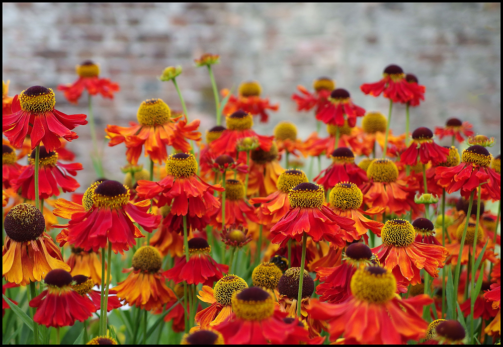 Rudbekia