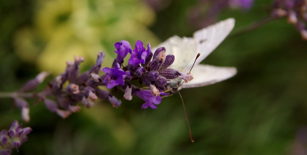 same small white and lavender