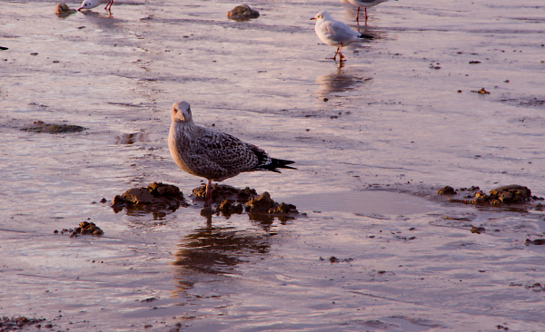 ? Seagull