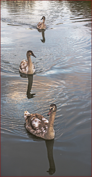 3 Cygnets in Line Astern