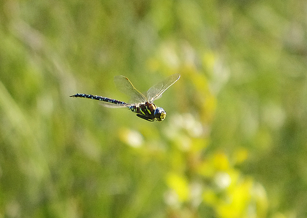A dragonfly