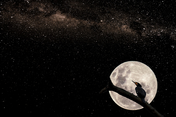 A Moonlit Shag